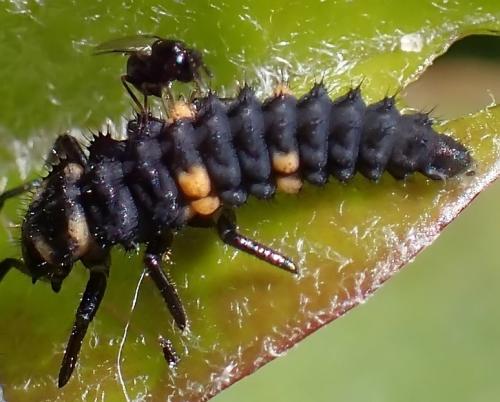 Tetrastichus sp.